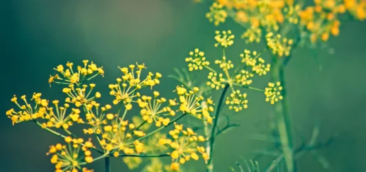 Berberina: El secreto natural para la salud metabólica